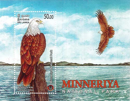 MINNERIYA NATIONAL PARK - 2025 (SS) (Brahminy Kite) (10/10)