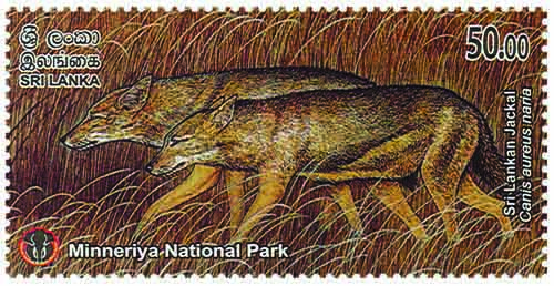 MINNERIYA NATIONAL PARK - 2025 (Sri Lankan Jackal) (1/10)