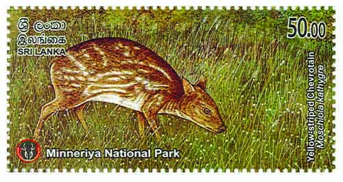 MINNERIYA NATIONAL PARK - 2025 (Yellow-striped Chevrotain) (2/10)