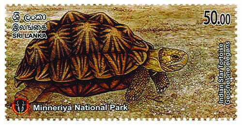MINNERIYA NATIONAL PARK - 2025  (Indian Star Tortoise) (3/10)
