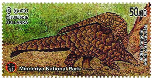 MINNERIYA NATIONAL PARK - 2025  (Indian Pangolin) (4/10)