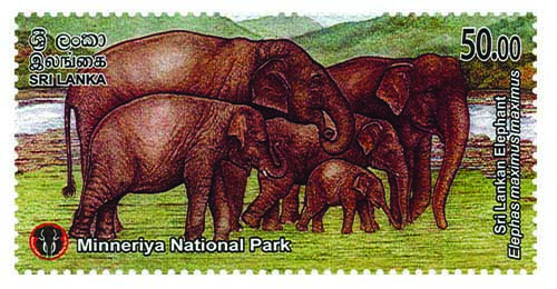 MINNERIYA NATIONAL PARK - 2025  (Sri Lankan Elephant) (5/10)