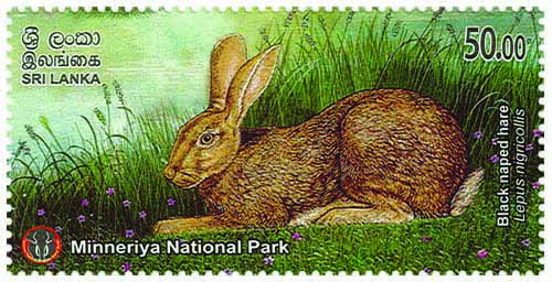 MINNERIYA NATIONAL PARK - 2025  (Black naped hare) (6/10)