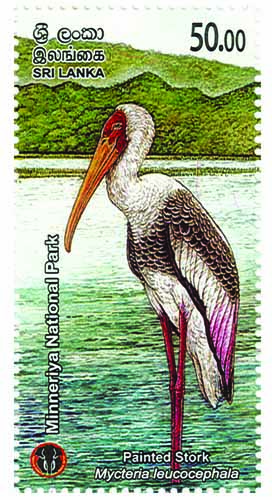 MINNERIYA NATIONAL PARK - 2025 (Painted Stork) (8/10)