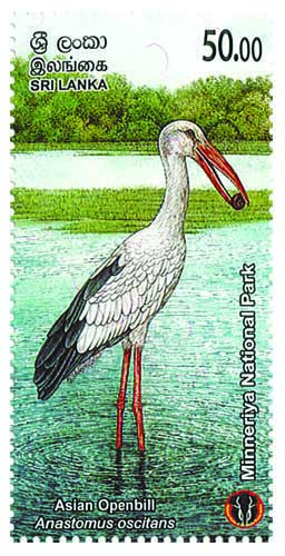 MINNERIYA NATIONAL PARK - 2025  (Asian Openbill) (9/10)