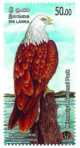 MINNERIYA NATIONAL PARK - 2025  (Brahminy Kite) (10/10)